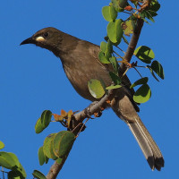White-gaped Honeyeater